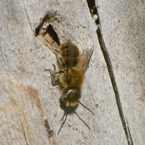 Réf. 225 430 : Osmia sp.
